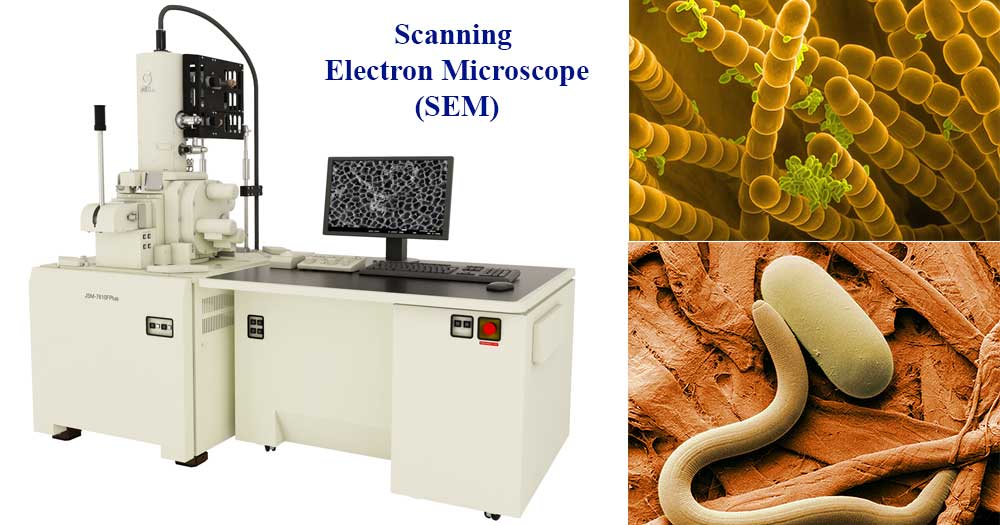 المجهر الالكتروني الماسح scanning electron microscope
