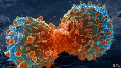 باحثون أمريكيون يتوصلون لطريقة لتنشيط جهاز المناعة ليكافح السرطان